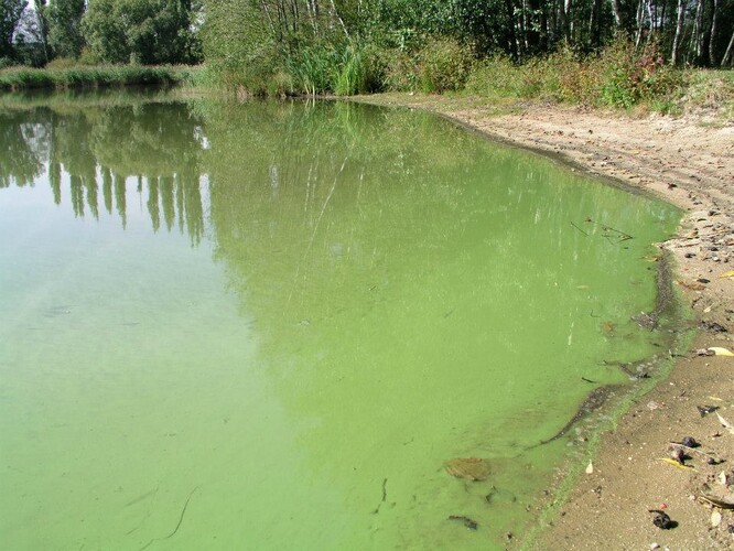 Sinicový povlak ve Velkém Boleveckém rybníku v roce 2003.