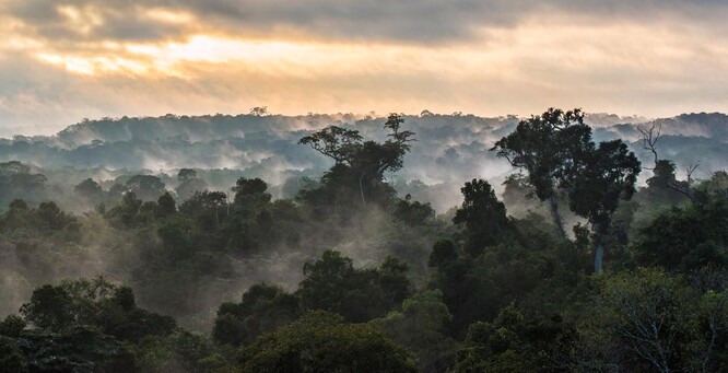 Amazonský prales ve své podobě existuje díky prachu z vyschlých saharských jezer, který je plný fosforu.