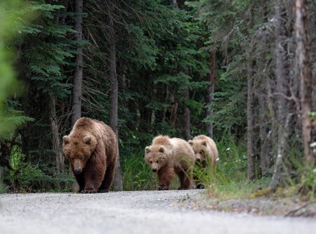 Savci, kteří žijí v lidmi dotčené krajině, se pohybují o polovinu méně než savci z nedotčené přírody. Na snímku medvědi hnědí na polské silnici.