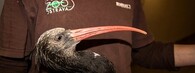 ibis skalní