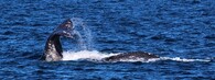 Plejtvákovec šedý/Velryba šedá