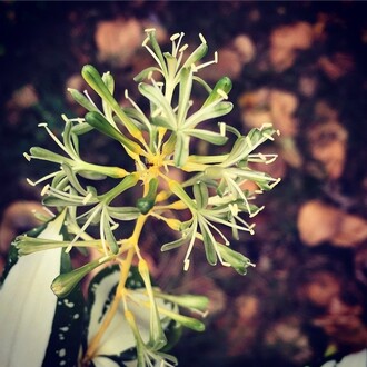 Atraktivní květy  draceny výhonkaté (D. godseffiana), uváděné také pod synonymem D. surculosa, na fotce je kultivar ´Milky Way´
