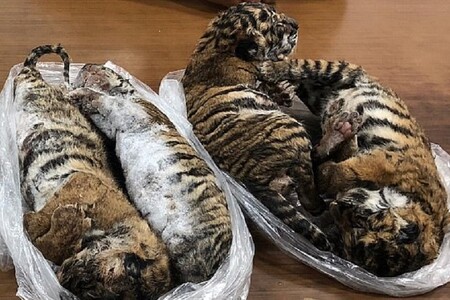 Ve vietnamské metropoli Hanoji našli v autě na parkovišti sedm zmražených tygrů a zatkli muže podezřelého z obchodování s divokými zvířaty.