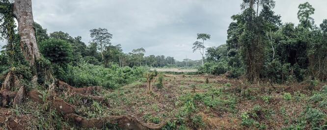 Vědci projdou při severozápadní hranici Konga a Gabonu území zhruba o velikosti Londýna, výsledky průzkumu poslouží k prosazování bezpečných migračních koridorů pro zvířata. / Ilustrační foto