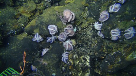 Chobotnice tři kilometry pod hladinou. Všechno samice.