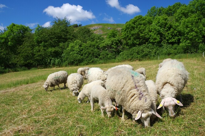 Pastva ovcí v Divoké Šárce.