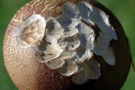 houba okousaná myšicí lesní