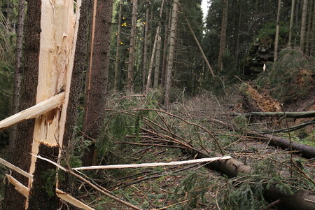 V Národním parku České Švýcarsko jsou pro turisty uzavřené některé cesty. Správa parku odhaduje, že při nedělní vichřici spadlo zhruba 6000 stromů, vstup do oblasti nedoporučuje.