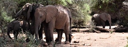Foto:Shifra Goldenberg / Save the Elephants, Colorado State University