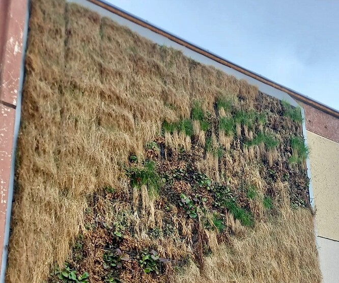 Zelená stěna, foceno v březnu 2024. Zelené trsy jsou pažitka, jako jedna z prvních probuzených rostlin stěny.