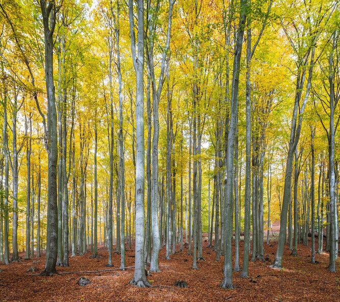 Podmínky pro lesy se budou měnit s dynamicky se měnícícm klimatem. Po roce 2050 se u nás nemusí na části území dařit třeba buku. Na snímku bučiny v Krušných horách.