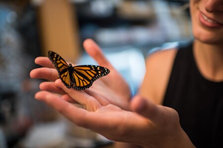 Monarcha stěhovavý (na obrázku), stěhovavý motýl z čeledi babočkovitých, má problém.