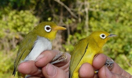 Přírodovědci identifikovali na jednom z indonéských ostrovů dva nové druhy ptáků - kruhooček.