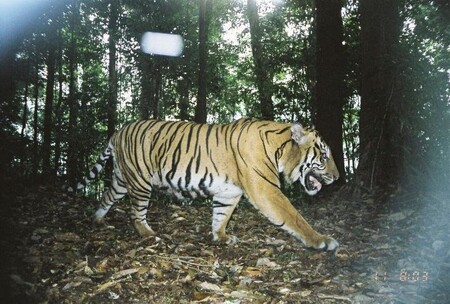 Na základě těchto počítačových předpovědí by bylo možné snížit v lokalitách o 51 % útoky šelem na hospodářská zvířata a zachránit přes 15 tygrů.