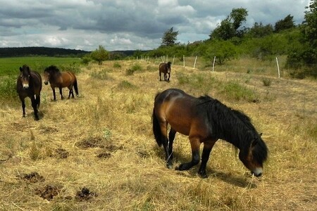 Koně přivezl speciální transport z anglického Exmooru v první polovině května, ochranáři je ale nejdříve vypustili do takzvané aklimatizační sekce.