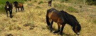Koně na pastvině u Havraníků
