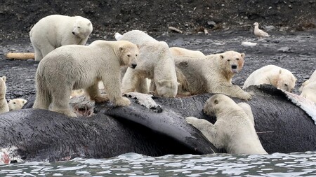 Úřady na ruském souostroví Nová země v Severním ledovém oceánu v sobotu vyhlásily stav nouze poté, co se k lidským sídlům stáhl velký počet ledních medvědů.  Ilustrační snímek.