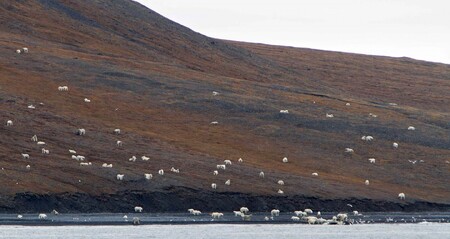Na Wranglerově ostrově v září 2017 napočítali více jak 180 medvědů, kteří se tu krmili na jediné mrtvé velrybě.