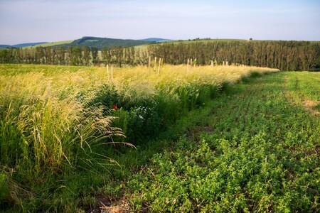 Travnatými pásy u Blatničky rozdělil Martin Smetana 65 hektarů nedozírných lánů monokultur na menší políčka o výměře 1–10 ha. Postupně zde přibyly remízky, stromořadí, krajinotvorné sady a na části území i ekologické produkční sady.