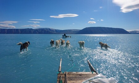 Tým vědců působících v Grónsku zveřejnil alarmující snímek, na němž je vidět psí spřežení brodící se vodou na tajícím mořském ledu. Vědci s pomocí psího spřežení odváželi v polovině června přes zamrzlý Inglefieldův fjord na severozápadě Grónska zařízení z místní meteorologické stanice, rychle tající mořský led ale změnil jejich cestu v nebezpečné dobrodružství.
