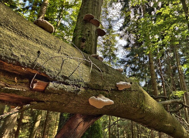 Do roku 2025 Lesy ČR označí v celé zemi 40 000 starých odumírajících tzv. biotopových stromů, aby byl v lesích zachován prostor pro hmyz, houby a další mikroorganismy.
