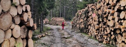 Skládka vytěženého dřeva. Foto: Zdeňka Kováříková Ekolist.cz Skládka vytěženého dřeva. Foto: Zdeňka Kováříková Ekolist.cz
