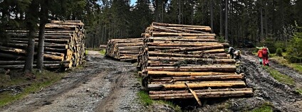 Skládka vytěženého dřeva. Foto: Zdeňka Kováříková Ekolist.cz Skládka vytěženého dřeva. Foto: Zdeňka Kováříková Ekolist.cz