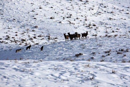 Vlci byli do Yellowstonského parku vysazeni někdy v polovině devadesátých let a během dvou desítek let přinesli výraznou proměnu ekosystému.