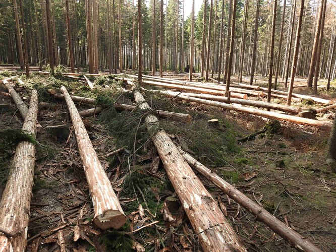 NKÚ také upozornil na to, že podniku se loni snížil objem volných prostředků natolik, že Lesy ČR přešly na provozní financování prostřednictvím úvěru. Kladný hospodářský výsledek se předpokládá až v roce 2024.