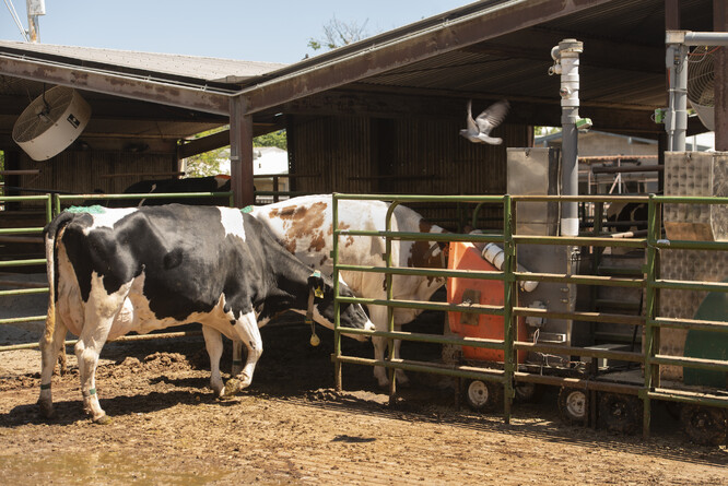 Speciální krmítko pro krávy monitoruje množství vydechovaného metanu.