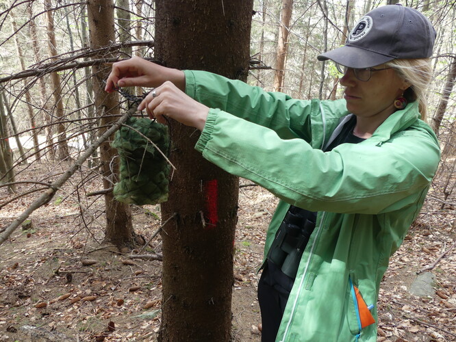 Diktafony jsou věšeny na stromy ve speciálním krytu. Diktafony jsou věšeny na stromy ve speciálním krytu.