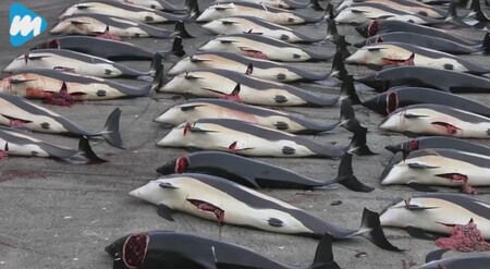 Japonsko loví velryby po staletí. Vlivem protestů ze zahraničí a také kvůli klesající domácí poptávce po velrybím mase však loví méně. / Ilustrační foto