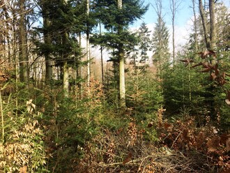 Pohled do lesa budoucnosti - les trvale tvořivý (Dauerwald) obhospodařovaný na principu Pro Silva.