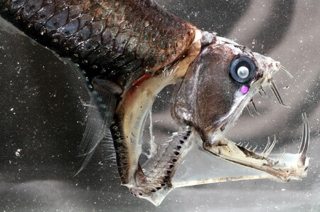 Hlubokomořské ryby jsou často přizpůsobené k efektivnímu lovu například díky přítomnosti velkých zubů. Zubatka Chauliodus danae s nejdelšími zuby mezi rybami a extrémně vychlípitelnou tlamou patří do řádu velkoústých (Stomiiformes).