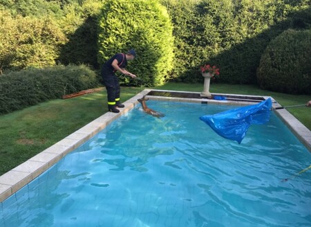 Minulý čtvrtek ve Slezské Ostravě hasiči lovili z venkovního bazénu u rodinného domu statného srnce.