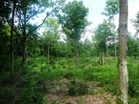 Střední les 
