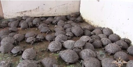 Ruské úřady zabavily více než 4000 chráněných želv stepních, které se pašeráci pokusili propašovat z Kazachstánu do Ruska. Želvy byly nejprve předány do péče univerzitě v Orenburgu.