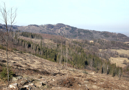 Současná krize českých lesů je spojená s vysycháním krajiny. Smrky zaznamenaly nedostatek vláhy jako první, protože jejich kořenový systém je rozložený do plochy v horních vrstvách půdy.