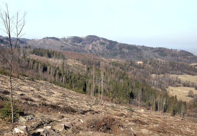 Stav českých lesů není dobrý, na tom se myslivci, lesníci i ekologové shodnou.