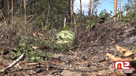 Na mýtince uprostřed lesa u města Boleslawiec na jihu Polska zčistajasna vyrostl opravdový vodní meloun.