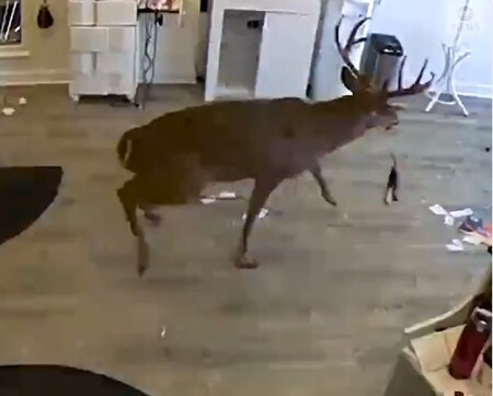 Zaměstnance a zákazníky kadeřnictví na americkém Long Islandu v sobotu překvapil jelen, který přes výlohu vskočil do salonu, přičemž lehce zranil klientku sedící na pohovce u ní.