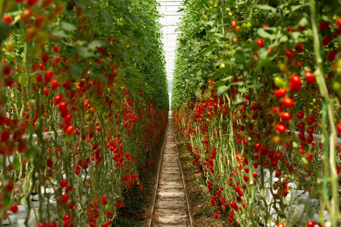Pěstební skleník na rajčata využívající hydroponii.