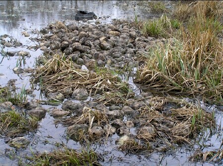 Zničené trdliště skokana skřehotavého pod vrstvou cukrovky – rybník u obce Myštěves
