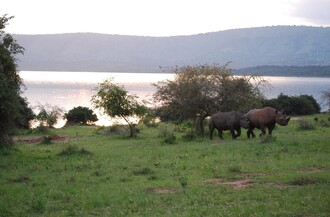 Nosorožci černí ve Rwandě.