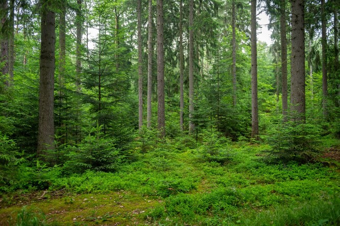 Nepasečný les, kde se dlouhodobě těží jen výběrem jednotlivých stromů bez vzniku holých ploch, je na první pohled neobvykle pestrý. Právě pestrost lesa je základem jeho vysoké odolnosti, ale i efektivity hospodaření.