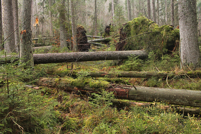 V Boubínském pralese jsou převážně bukové porosty a na vlhčích místech zase smrkové (na obrázku).