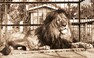 Mezi nejslavnější zvířata v prvních desetiletích provozu dvorské zoo patřil lev Rémus. Jeho expozice byla postavena před exotickým pavilonem, dřívějším skleníkem. Dnes je na tomto místě trávník poblíž vchodu do zoologické zahrady a restaurace U Lemura.