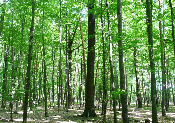 Státním Lesům ČR patří téměř polovina lesů v zemi, celkem jde o 1,19 milionu hektarů. / Ilustrační foto