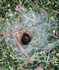 Punčoškář zemní (Coelotes terrestris) se nejčastěji prozradí svými norami, jejichž ústí je hustě opředeno pavučinami. 