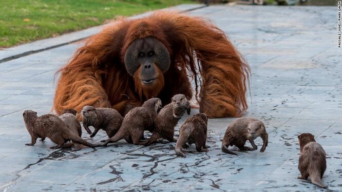 Přátelení se orangutanů s vydrami v belgické zoo.